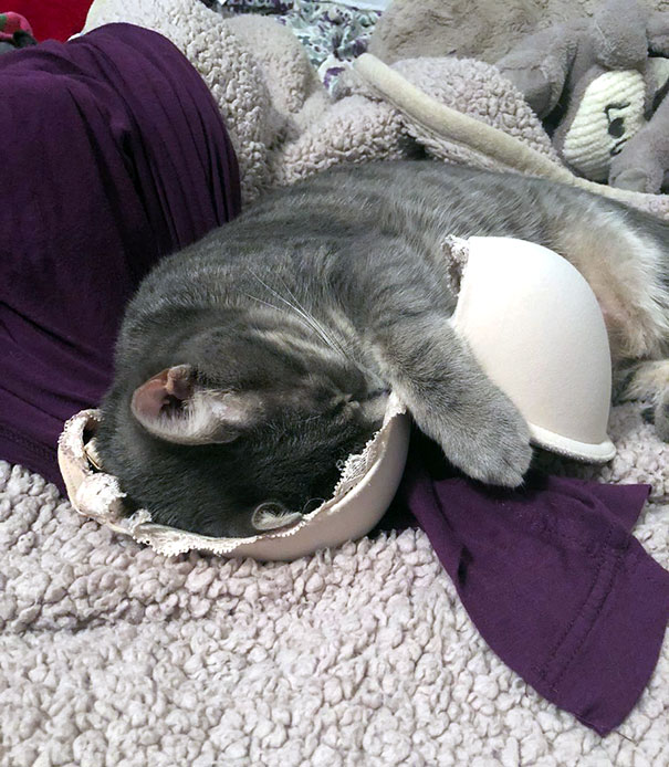 серый кот спит в лифчике