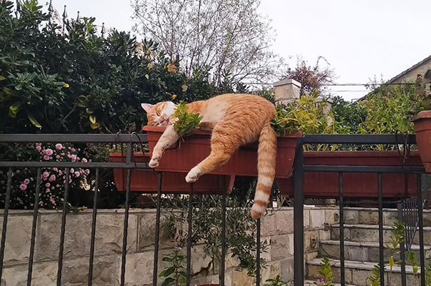 рыжий кот спит в цветочном горшке