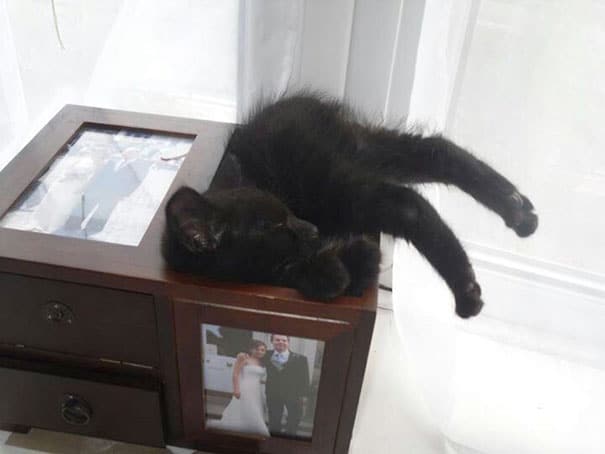 черный кот спит