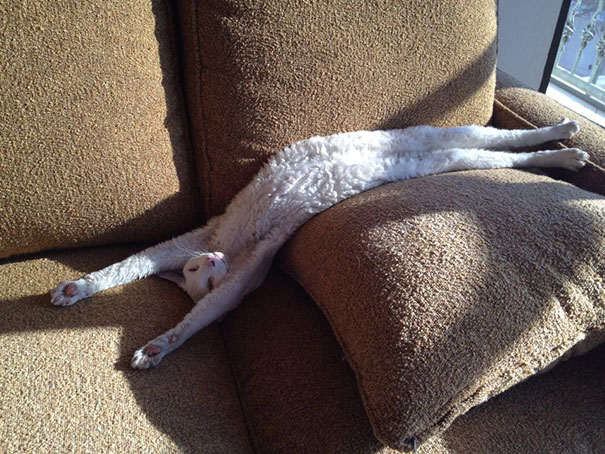 кот спит растянувшись на диване