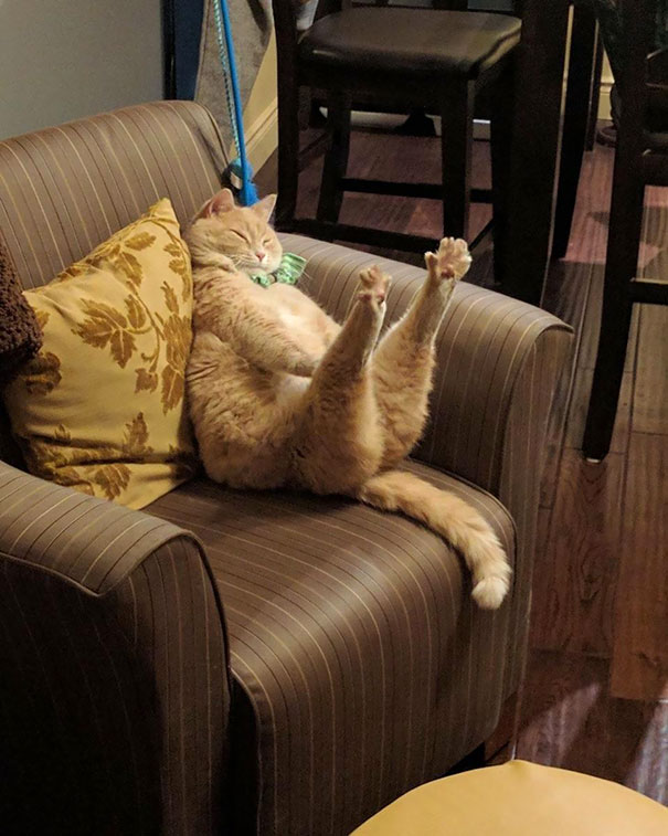 рыжий кот спит в кресле