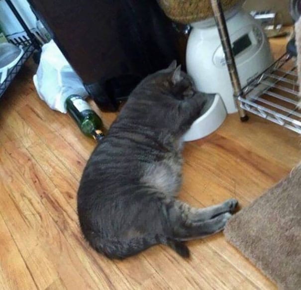 серый кот спит в миске с едой