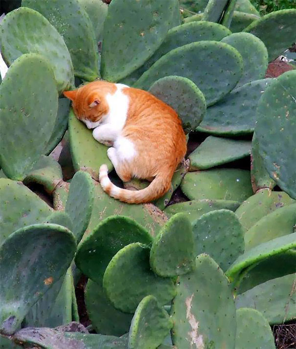 рыже-белый кот спит на кактусе