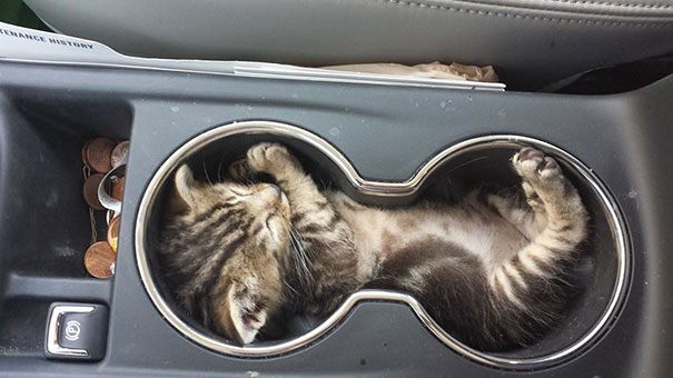 полосатый котенок спит