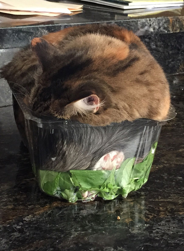 кот спит в контейнере с салатом