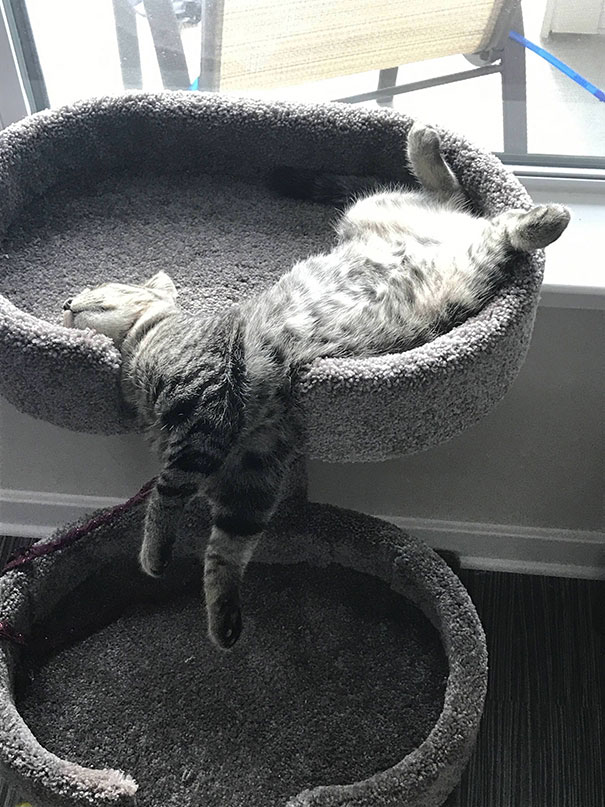 серый кот спит, свесив лапы