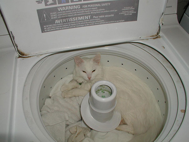 белый кот в стиральной машине