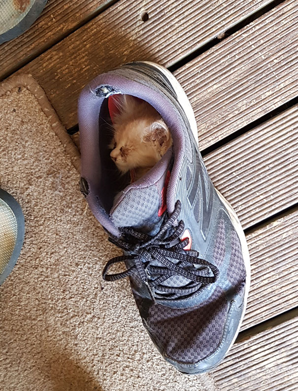рыжий котенок спит в кроссовке