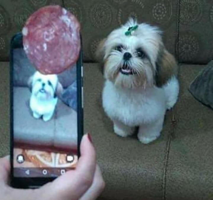 собака смотрит на кусок колбасы