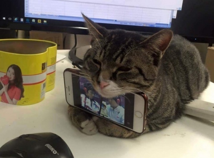 полосатый кот держит телефон