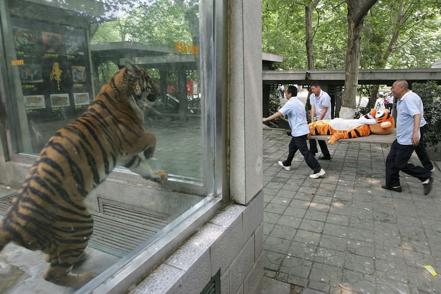 Зоопарка сбежали животные