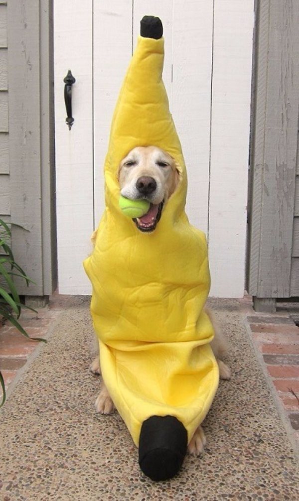 собака в костюме банана