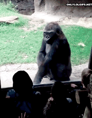горилла пугает детей в зоопарке