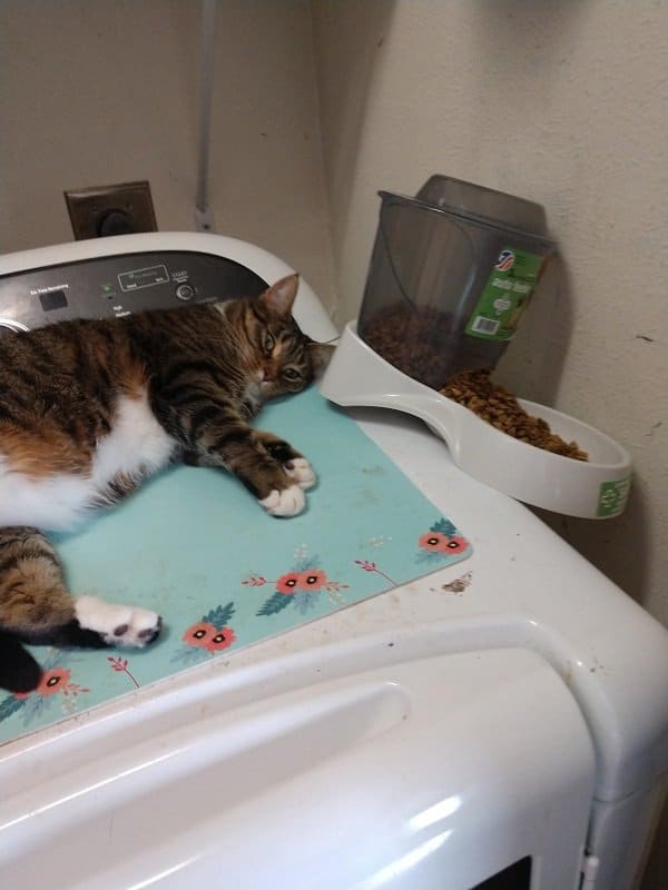 кот лежит на стиральной машине
