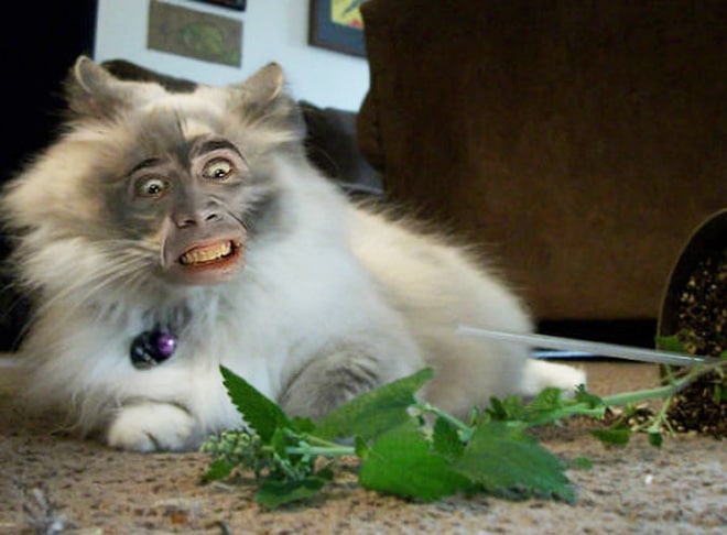 пушистый кот с лицом николаса кейджа