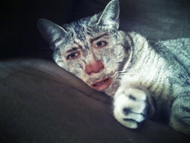 полосатый кот с лицом кейджа