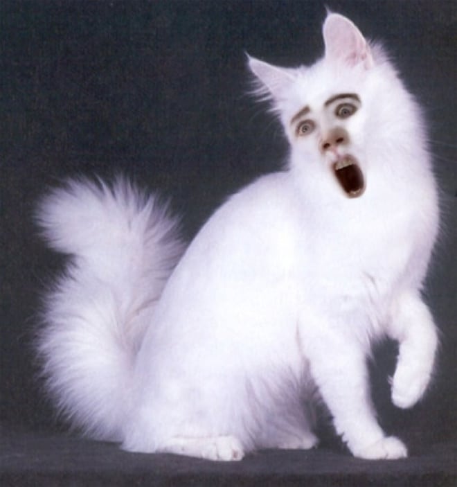 белый пушистый кот с лицом николаса кейджа