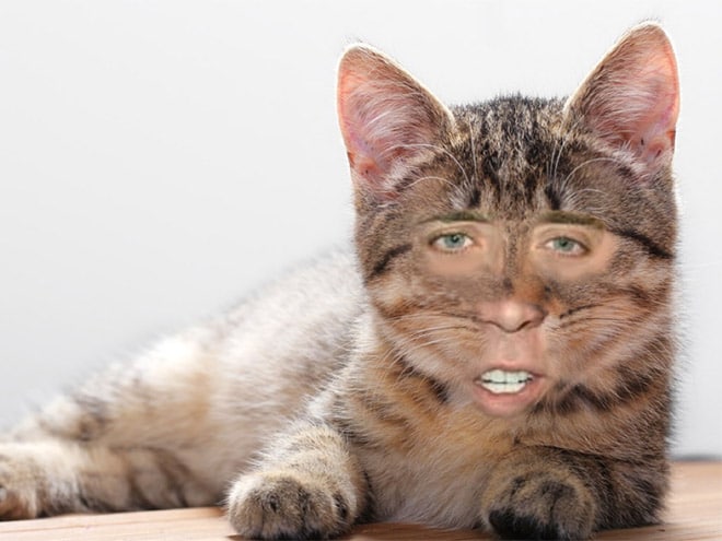 полосатый кот с лицом николаса кейджа