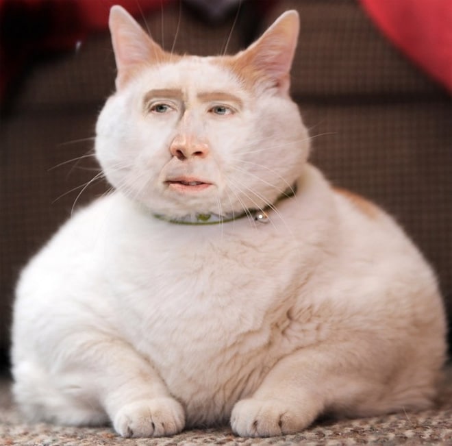 толстый кот с лицом николаса кейджа