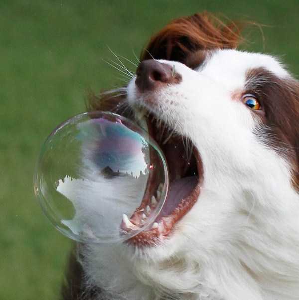 собака ловит мыльный пузырь