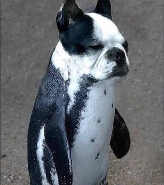 собака и пингвин