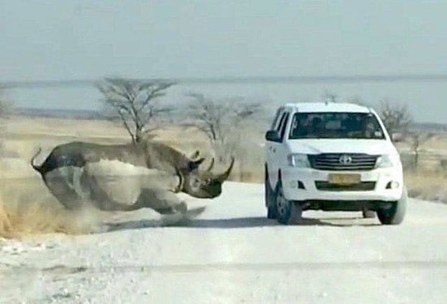 носорог атакует машину