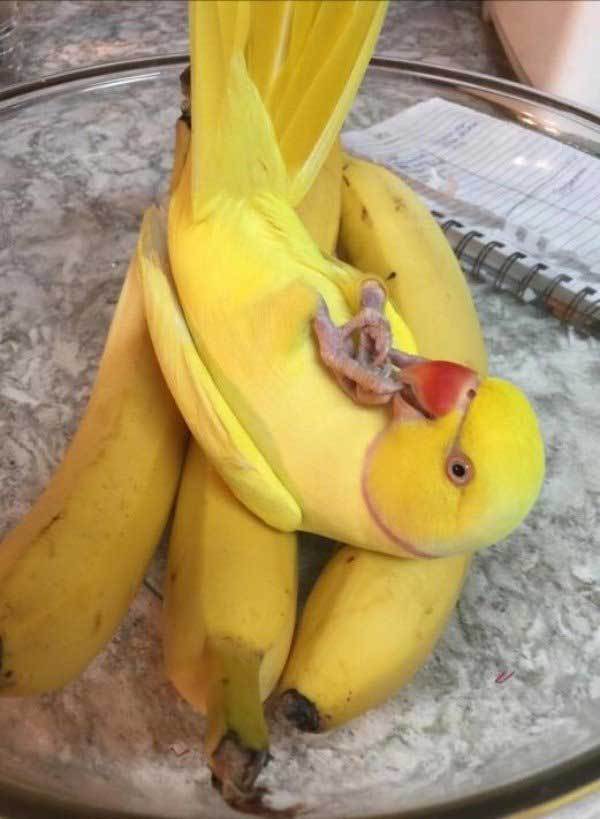 желтый попугай на бананах