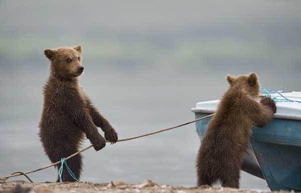 медвежата возле лодки