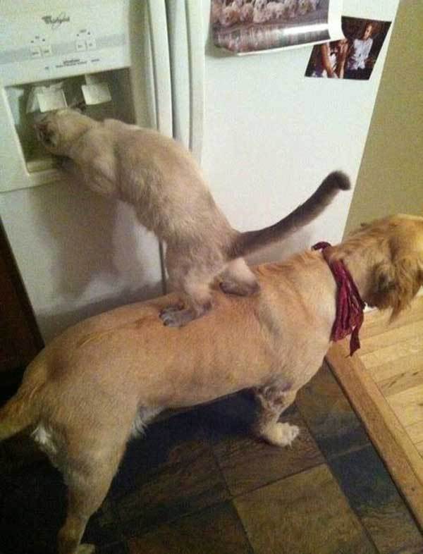 кот стоит на собаке