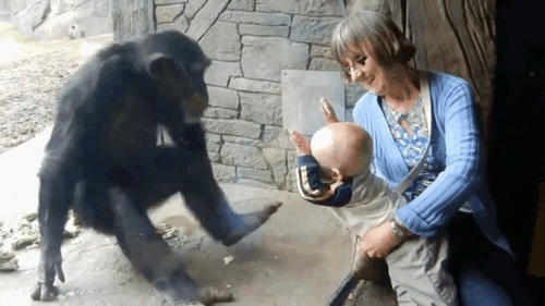 шимпанзе и женщина с ребенком