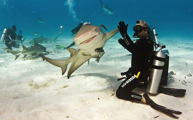 аквалангист и акула