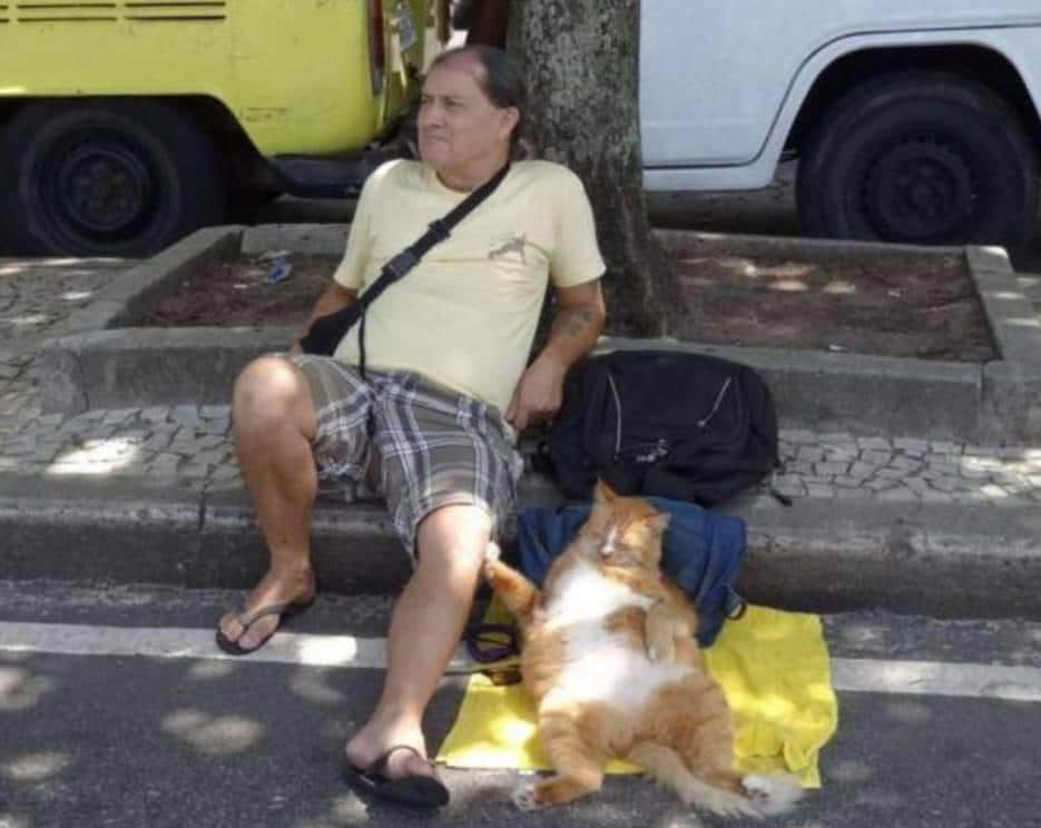 кот и хозяин отдыхают на улице