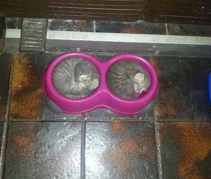 два котенка