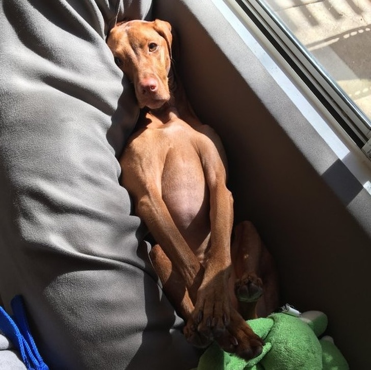 собака на солнце