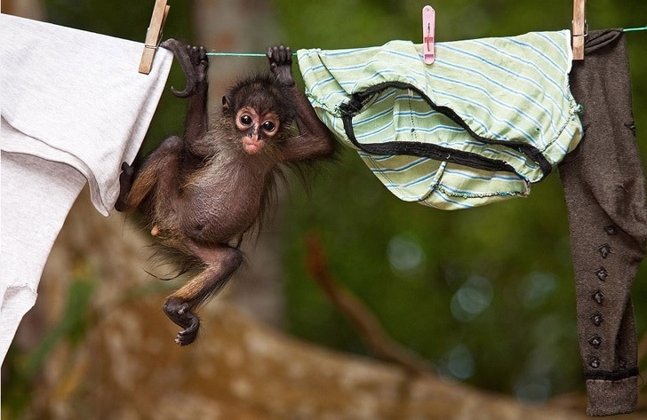 обезьянка висит на веревке с бельем
