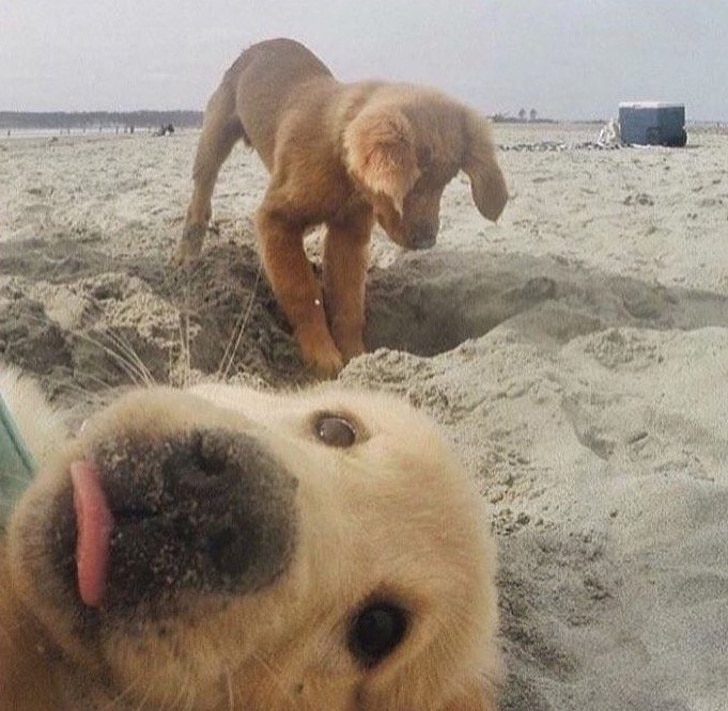 щенки на пляже