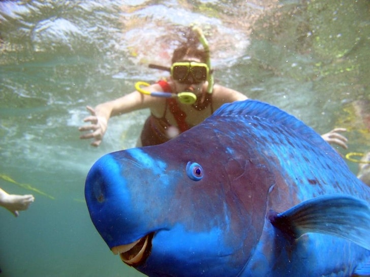синяя рыба и девушка под водой