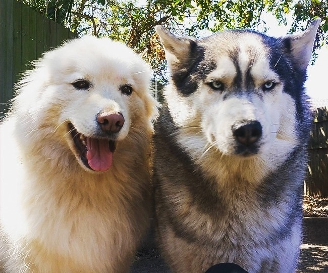 две собаки