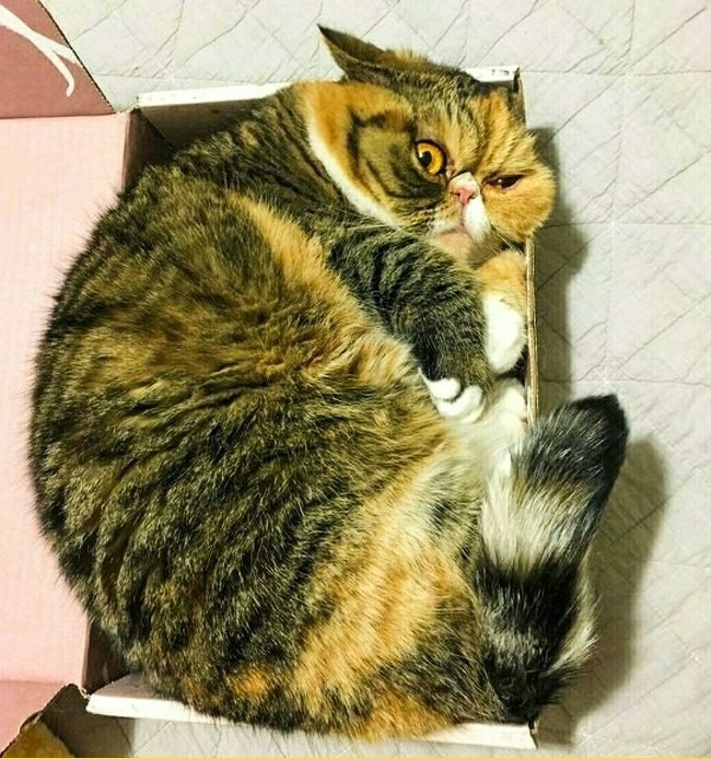 кошка лежит в коробке