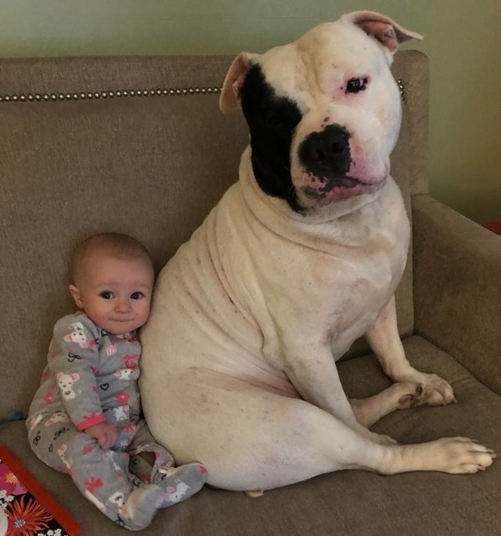 маленький ребенок и собака