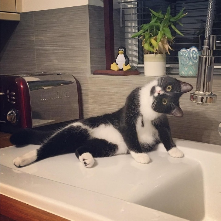 черно-белый кот