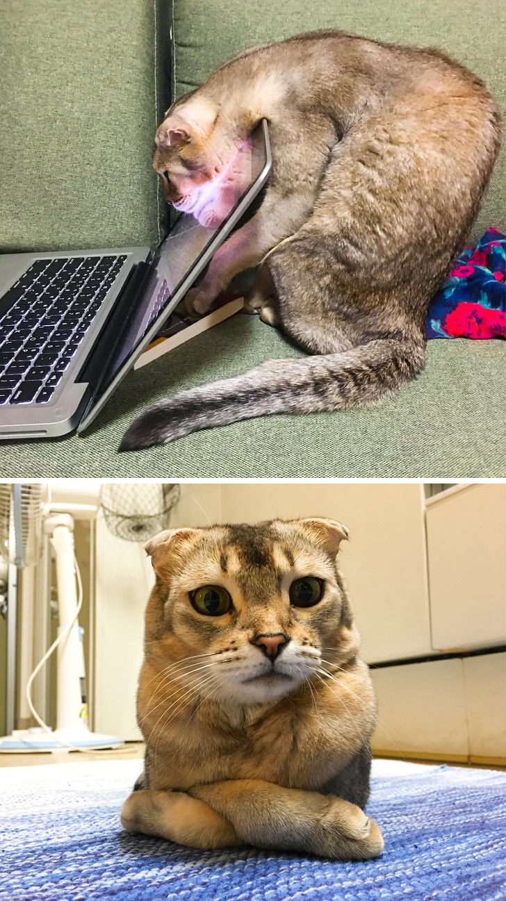 кот и ноутбук