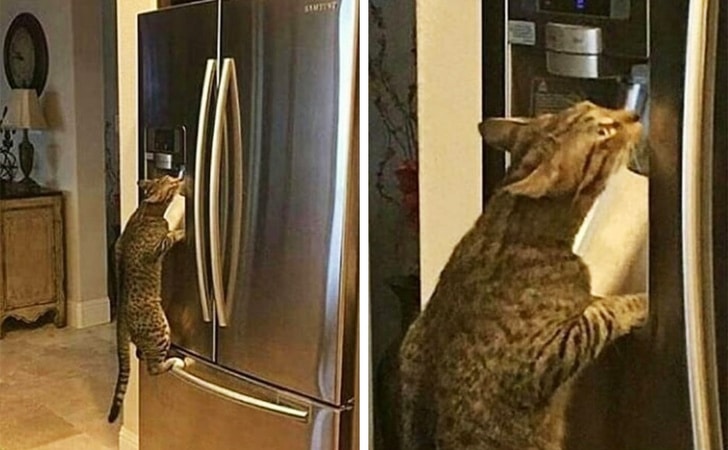 полосатый кот на холодильнике