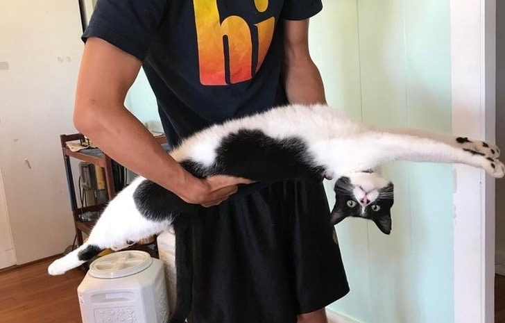 черно-белая кошка на руках