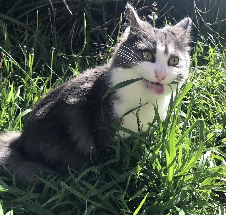 серый кот в траве