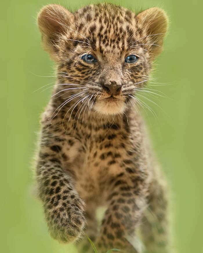 детеныш леопарда
