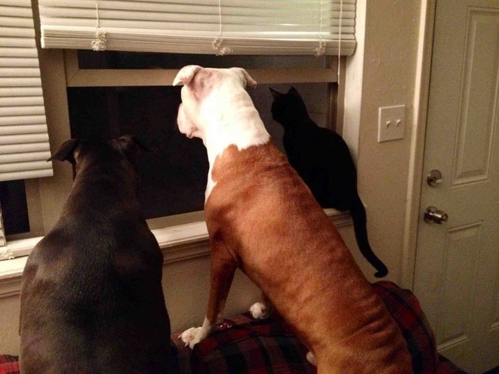 собаки смотрят в окно