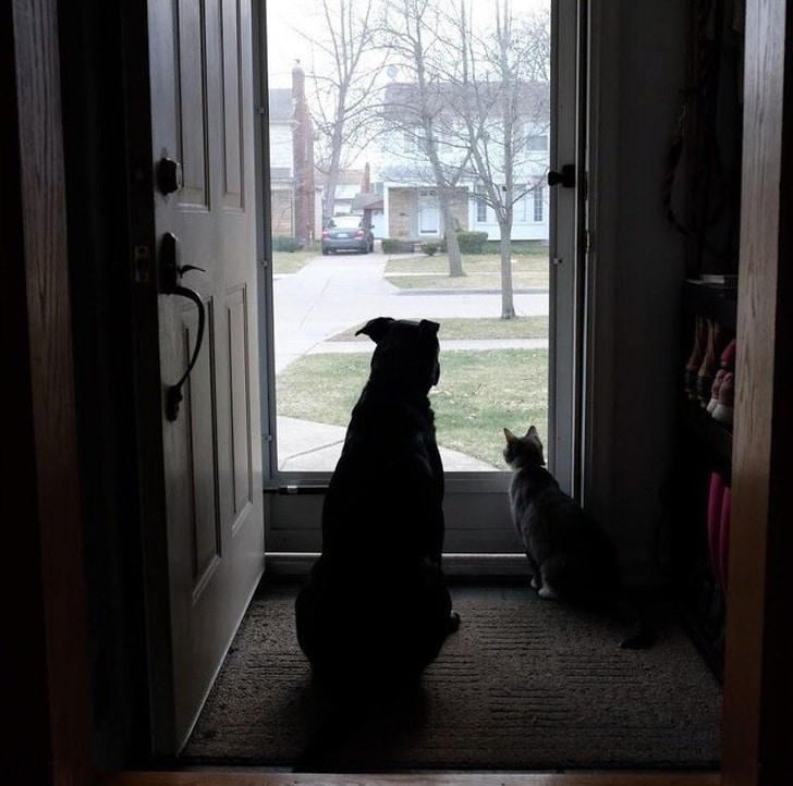 кот и собака у дверей