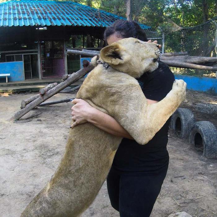 мужчина обнимает львицу