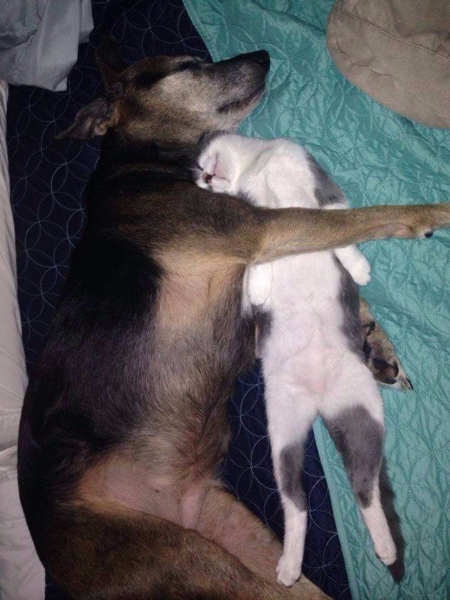 кот и пес спят вместе